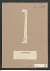 Synedra pulchella var. tenuistriata Grun. (de-Toni-Nr.: Genus 66, Species 2582) Zeichnungen Sammlung Grunow Nr. 5172 (NHMW-BOT-W0373496)